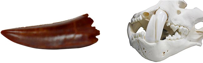 港区立みなと科学館 2025冬の企画展「進化のフシギ～変わり続ける生きものたち～」の画像