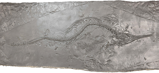 港区立みなと科学館 2025冬の企画展「進化のフシギ～変わり続ける生きものたち～」の画像