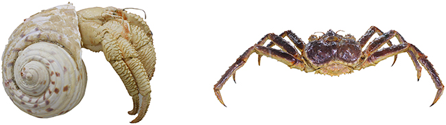 港区立みなと科学館 2025冬の企画展「進化のフシギ～変わり続ける生きものたち～」の画像