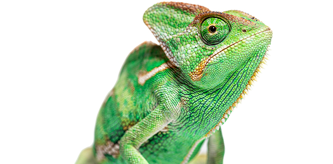 港区立みなと科学館 2025冬の企画展「進化のフシギ～変わり続ける生きものたち～」の画像