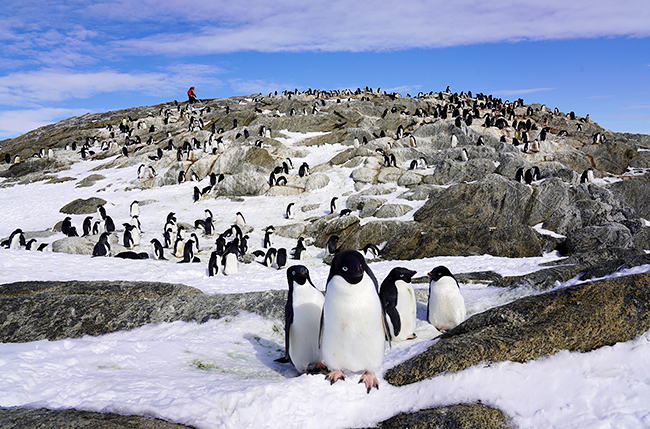 特別展「大南極展」の画像