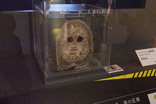 国立科学博物館「超危険生物展」で展示されているゾウの鼻の断面