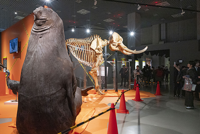 国立科学博物館「超危険生物展」の会場入ってすぐのところに展示されているアフリカゾウの全身骨格とミナミゾウアザラシの模型