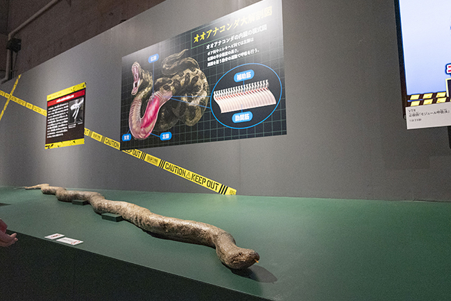 国立科学博物館「超危険生物展」で展示されているアミメニシキヘビは、長い体で獲物に巻き付き圧死させて丸呑みする
