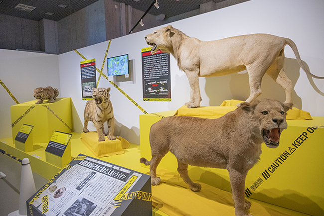 国立科学博物館「超危険生物展」で展示されている、鋭い牙を持つライオンやトラに代表される「キラーバイト型」の生物
