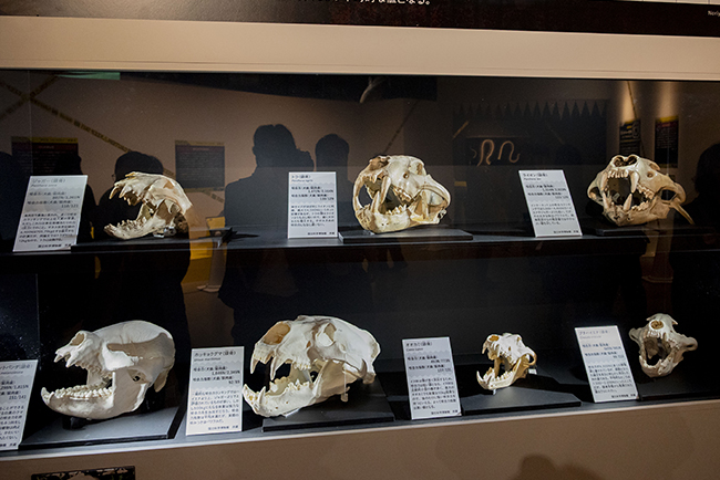 国立科学博物館「超危険生物展」で展示されている、鋭い牙を持つライオンやトラに代表される「キラーバイト型」の生物の頭骨