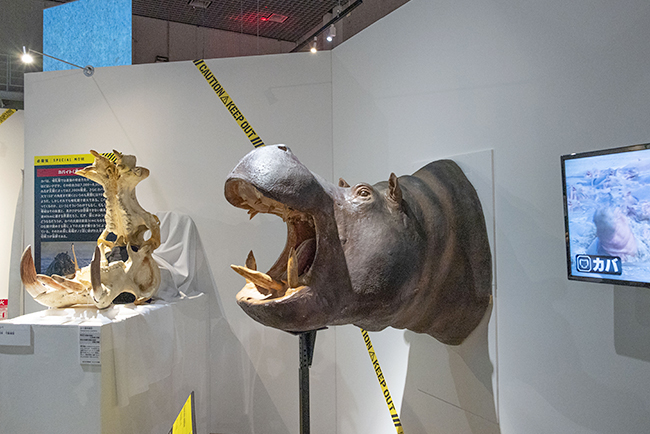 国立科学博物館「超危険生物展」で展示されているカバ。実はとても攻撃的