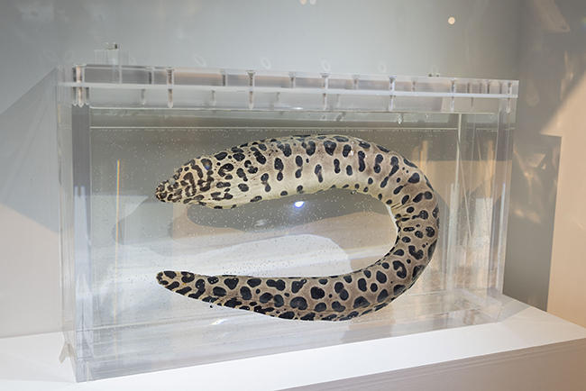 国立科学博物館「超危険生物展」で展示されている、監修の中江雅典先生の手に噛みついたニセゴイシウツボ