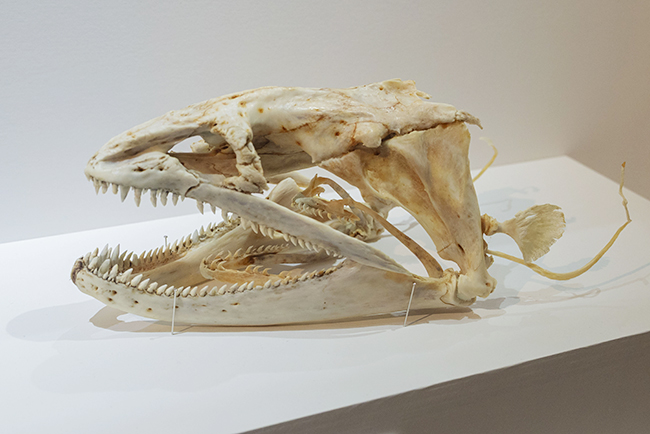 国立科学博物館「超危険生物展」で展示されているウツボの骨格標本。口の中にもうひとつ口(顎)があるわかる