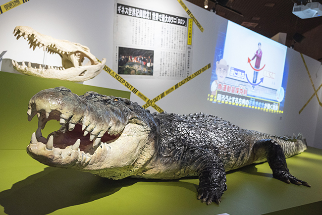 国立科学博物館「超危険生物展」で展示されている、世界最大級6メートル超のイリエワニ<ロロン>のレプリカ