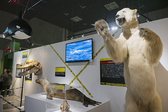 国立科学博物館「超危険生物展」で展示されているホッキョクグマ