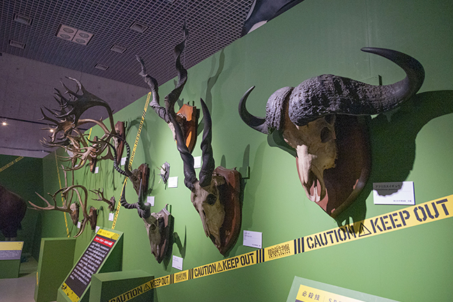 国立科学博物館「超危険生物展」で展示されている、さまざまな角