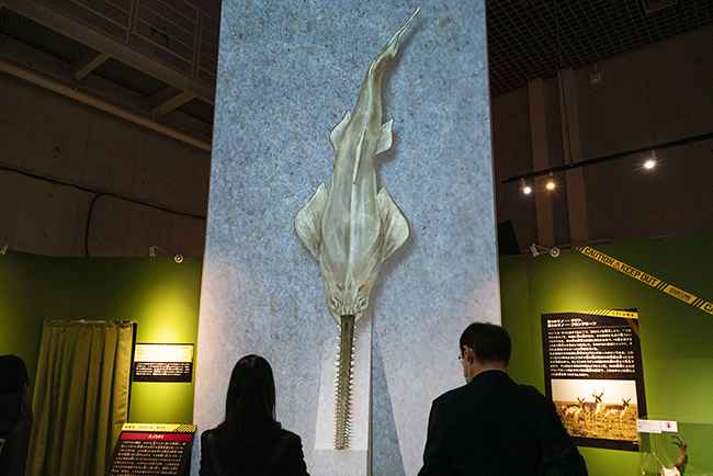 国立科学博物館「超危険生物展」で展示されているオオノコギリエイ