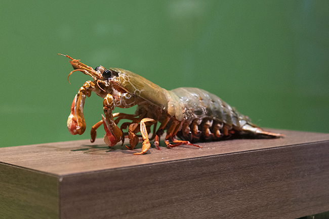 国立科学博物館「超危険生物展」で展示されているモンハナシャコ。時速80キロのハンマーパンチを繰り出す