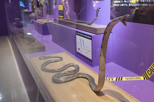 国立科学博物館「超危険生物展」で展示されているキングコブラ
