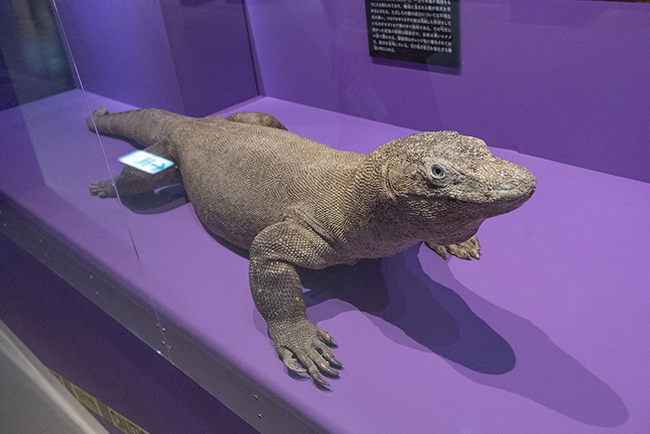 国立科学博物館「超危険生物展」で展示されているコモドオオトカゲ