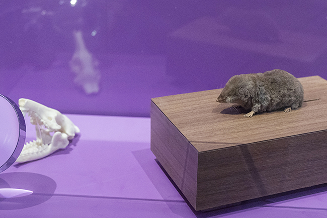 国立科学博物館「超危険生物展」で展示されているキューバソレノドン