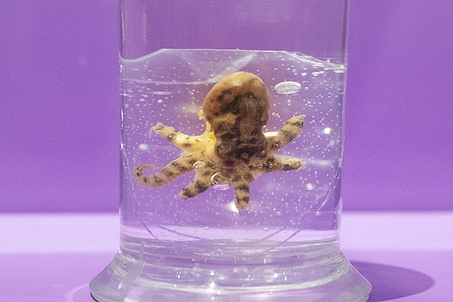 国立科学博物館「超危険生物展」で展示されているヒョウモンダコ