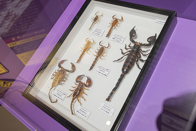 国立科学博物館「超危険生物展」で展示されているサソリ
