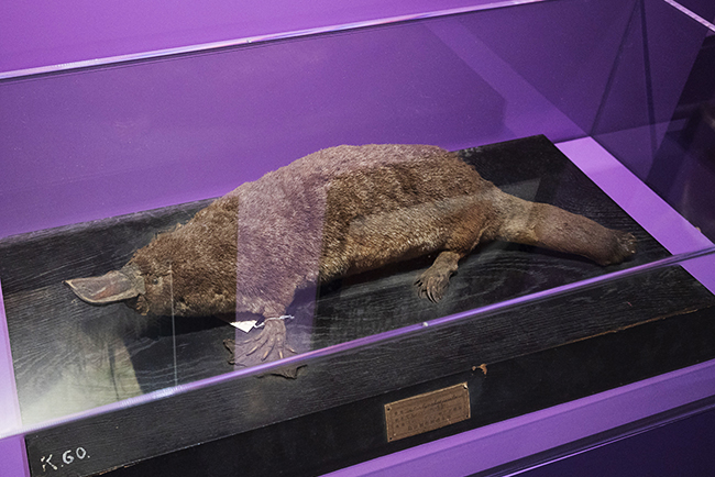 国立科学博物館「超危険生物展」で展示されているカモノハシ