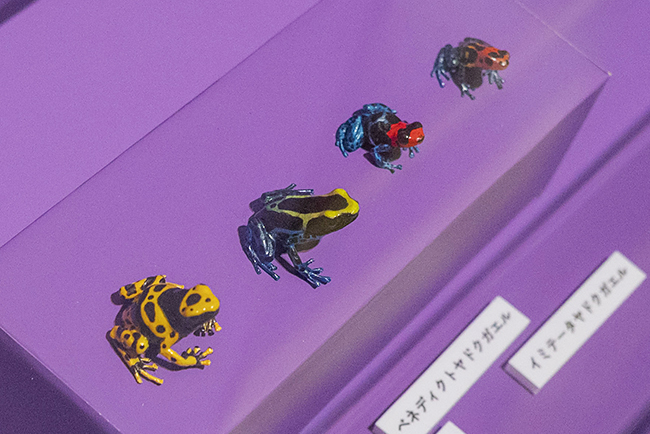 国立科学博物館「超危険生物展」で展示されているヤドクガエル