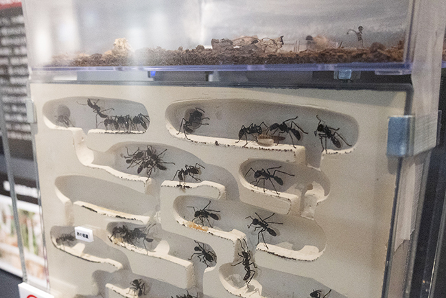 国立科学博物館「超危険生物展」で展示されている生きている危険生物「サシハラアリ(パラホネラ)」