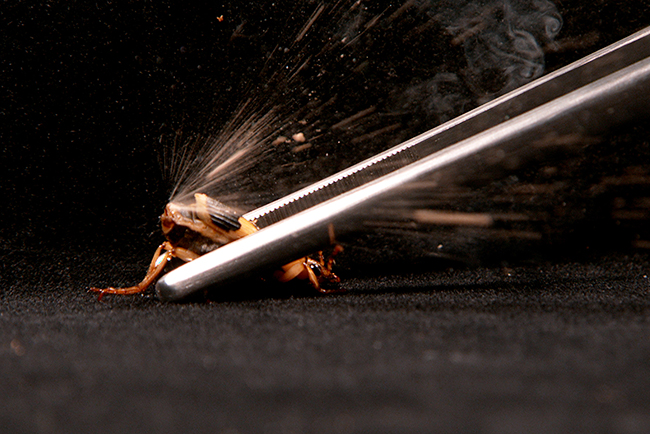 国立科学博物館「超危険生物展」で展示されている100度もの高圧のオナラを噴射するミイデラゴミムシ