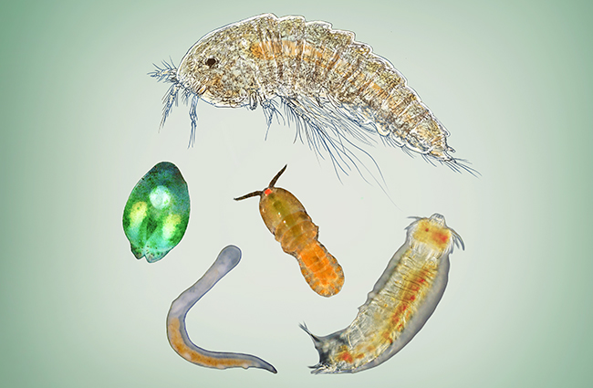 砂ひとつかみの中に100種類もいるという1ミリ以下の生き物「メイオベントス」
