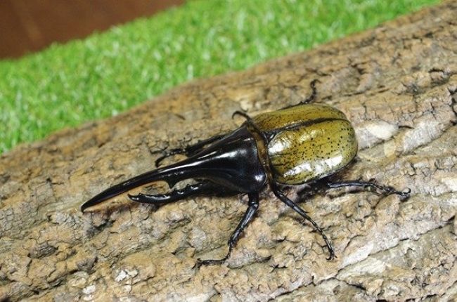 ヘラクレスオオカブト、ネプチューンオオカブトなど、国内・海外の昆虫生体約15種を展示のイメージ(ヘラクレスオオカブトの写真)