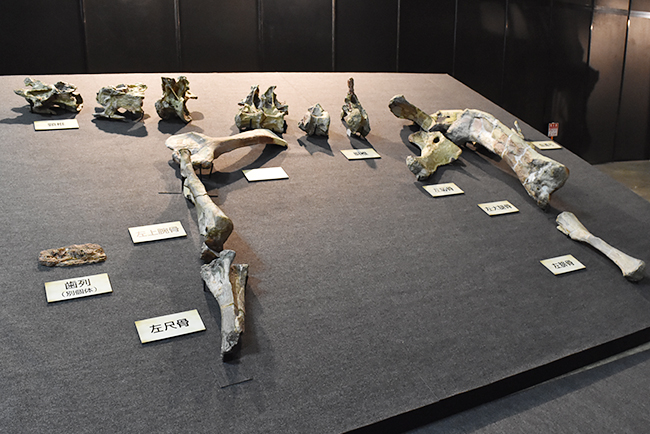 ヨコハマ恐竜展2026 ～恐竜の食卓大図鑑～体験レポート