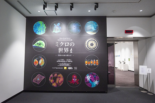 特別展示Nikon Small World / NIKON JOICO AWARD展『ミクロの世界 -生命(いのち)の未来を照らす-』
