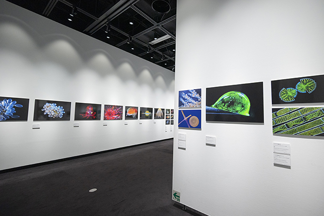 特別展示Nikon Small World / NIKON JOICO AWARD展『ミクロの世界 -生命(いのち)の未来を照らす-』