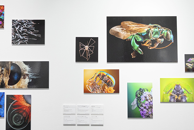 特別展示Nikon Small World / NIKON JOICO AWARD展『ミクロの世界 -生命(いのち)の未来を照らす-』