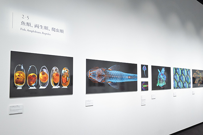 特別展示Nikon Small World / NIKON JOICO AWARD展『ミクロの世界 -生命(いのち)の未来を照らす-』