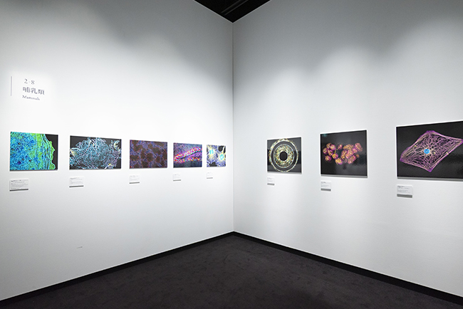 特別展示Nikon Small World / NIKON JOICO AWARD展『ミクロの世界 -生命(いのち)の未来を照らす-』
