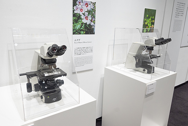 特別展示Nikon Small World / NIKON JOICO AWARD展『ミクロの世界 -生命(いのち)の未来を照らす-』