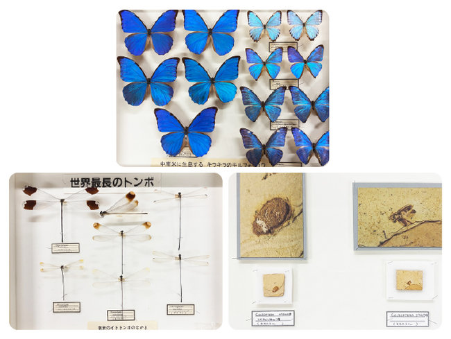 20260814_event_insectexpo2026_25